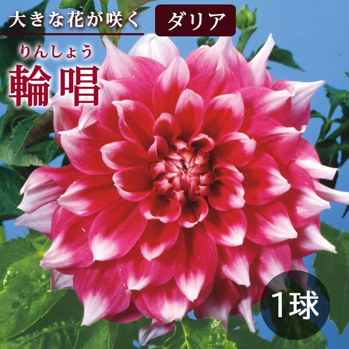 ダリア 球根 春植え 【花の 大きい ダリア】 輪唱 りんしょう 1球 大輪