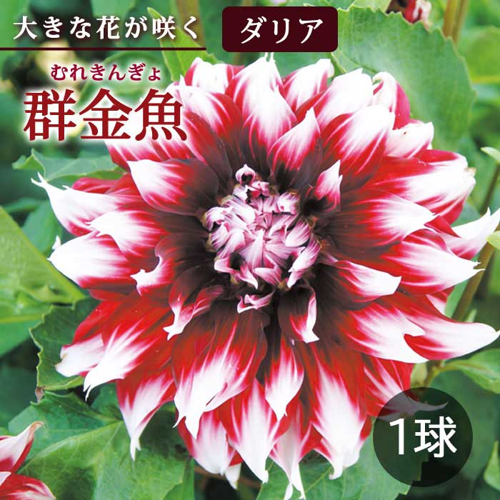 ダリア 球根 春植え 【花の 大きい ダリア】 群金魚 むれきんぎょ 1球