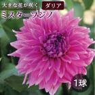 ���ꥢ �庬 �տ��� �ڲ֤� �礭�� ���ꥢ�� �ߥ������ե��� 1�� ���� ������ dahlia �֤�����