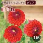 ���ꥢ �庬 �տ��� �� ���å� �ե� ���ꥢ�� �ȼ��� �٤ˤƤޤ� 1�� dahlia �֤����� 