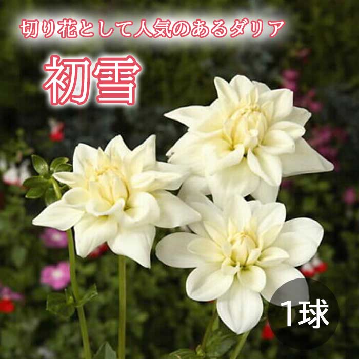 ダリア 球根 春植え 【 カット フラワー ダリア】 初雪 はつゆき 1球