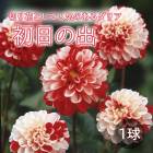 ���ꥢ �庬 �տ��� �� ���å� �ե� ���ꥢ�� �����ν� �ϤĤҤΤ� 1�� dahlia �֤����� 