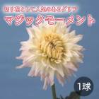 ���ꥢ �庬 �տ��� �� ���å� �ե� ���ꥢ�� �ޥ��å��⡼���� 1�� dahlia �֤����� 