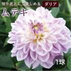 ���ꥢ �庬 �տ��� �� ���å� �ե� ���ꥢ�� ��ƥ� 1�� dahlia �֤����� 