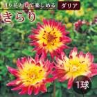 ���ꥢ �庬 �տ��� �� ���å� �ե� ���ꥢ�� ����� 1�� dahlia �֤����� 