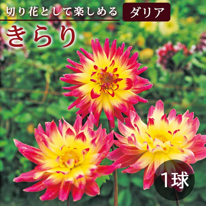 ダリア 球根 春植え 【 カット フラワー ダリア】 きらり 1球 dahlia