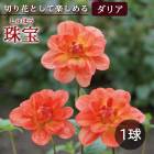 ���ꥢ �庬 �տ��� �� ���å� �ե� ���ꥢ�� ���� ����ۤ� 1�� dahlia �֤����� 