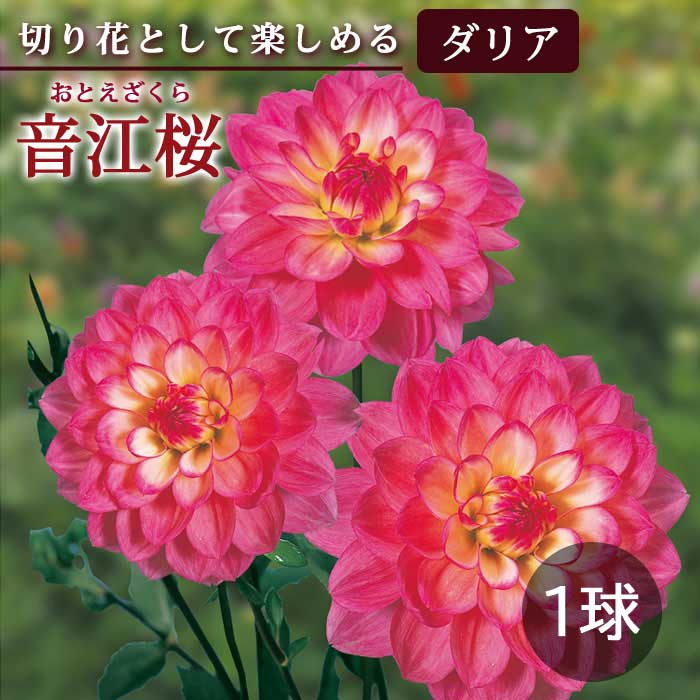 ダリア 球根 春植え 【 カット フラワー ダリア】 音江桜 おとえざくら
