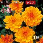 ���ꥢ �庬 �տ��� �� ���å� �ե� ���ꥢ�� ���� ���֤� 1�� dahlia �֤����� 