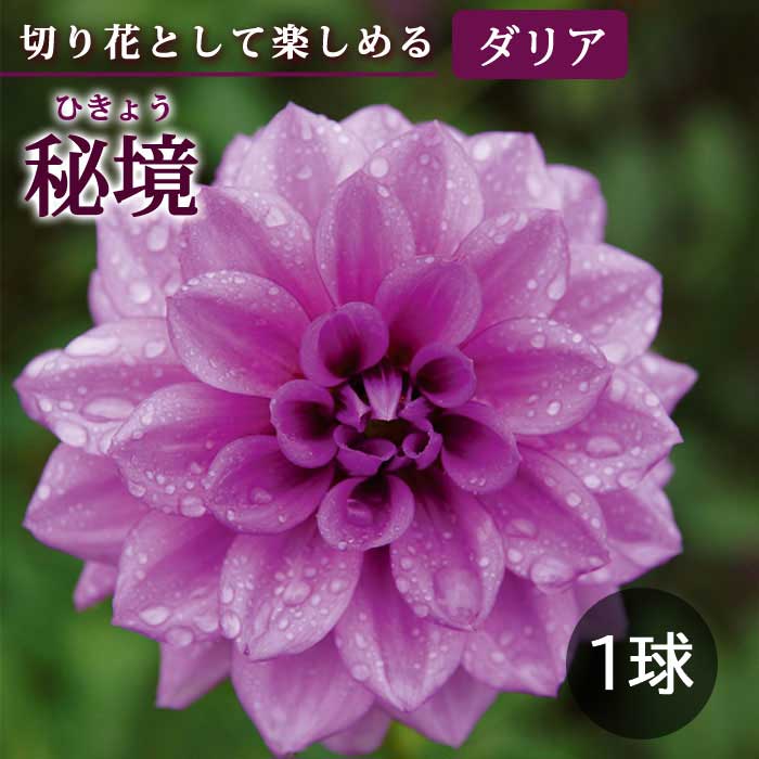 ダリア 球根 春植え 【 カット フラワー ダリア】 秘境 ひきょう 1球