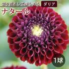 ���ꥢ �庬 �տ��� �� ���å� �ե� ���ꥢ�� �ʥ����� 1�� dahlia �֤����� 