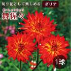 ���ꥢ �庬 �տ��� �� ���å� �ե� ���ꥢ�� ���ϡ� �ޤ����礦���礦 1�� dahlia �֤����� 