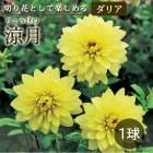 ���ꥢ �庬 �տ��� �� ���å� �ե� ���ꥢ�� �÷� ��礦���� 1�� �������� �� dahlia �֤�����