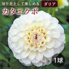 ���ꥢ �庬 �տ��� �� ���å� �ե� ���ꥢ�� ���������� 1�� dahlia �֤����� 