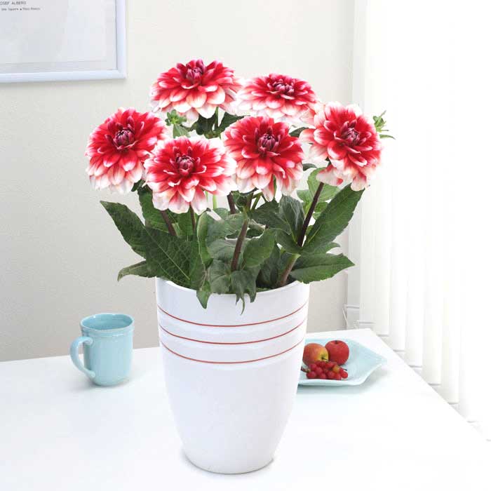 ダリア 球根 春植え 【 カット フラワー ダリア】 祝盃 しゅくはい 1球