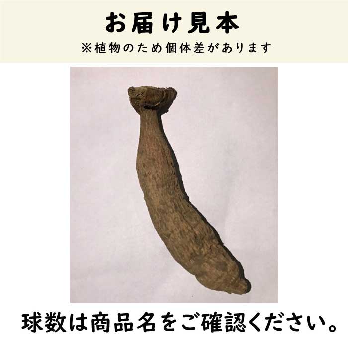 ダリア 球根 春植え 【 カット フラワー ダリア】 祝盃 しゅくはい 1球