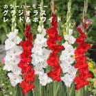 ���饸���饹 �庬 �տ��� �ڥǥ奪���饸���饹�� ��å� �� �ۥ磻�� 8���2���4��� �֤�����