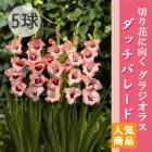 ���饸���饹 �庬 �տ��� �ڥ��å��ѥ졼�ɡ�5�� �͵��ʼ� gladiolus �֤�����