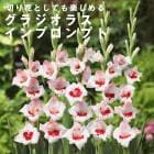 ���饸���饹 �庬 �տ��� �� ����ץ���ץ� ��5�� �͵��ʼ� gladiolus �֤�����