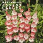 ���饸���饹 �庬 �տ��� �� ��ȥ��ǥ� ��5�� �͵��ʼ� gladiolus �֤�����