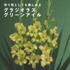 ���饸���饹 �庬 �տ��� �� ���꡼�󥢥��� ��5�� �͵��ʼ� gladiolus �֤�����