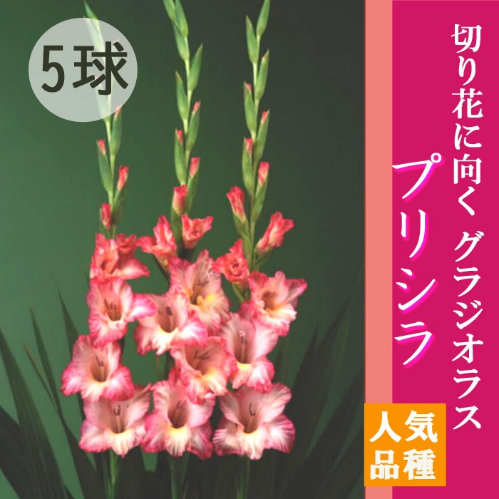 饸饹 庬 տ ڥץꥷ5 ͵ʼ gladiolus ֤