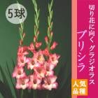 ���饸���饹 �庬 �տ��� �ڥץꥷ���5�� �͵��ʼ� gladiolus �֤�����