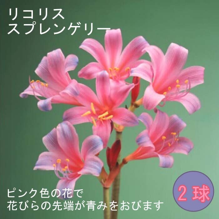 �ꥳ�ꥹ ���ץ�󥲥꡼ �庬 2�� �ս��շ� ��饵�� ���ĥͥΥ��ߥ��� ��߲� �ҥ���Х� �ؼ�� �ƿ��� �֤�����