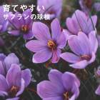 ͽ ե 庬 5 ʤ ڤʤ ǤⳫ ñ 鿴Ը Ƥ䤹 ƿ 餭 saffron ֤ 8ܤ缡ȯ