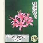 ͥ ˥󥷥 ԥ 庬 1 ɥ꡼ ƿ 餭 ֤