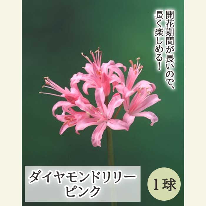 ネリネ サルニエンシス ピンク 球根 1球 ダイヤモンドリリー 夏植え 秋