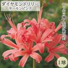 ͥ ˥󥷥 ԥ 庬 1 ɥ꡼ ƿ 餭 ֤