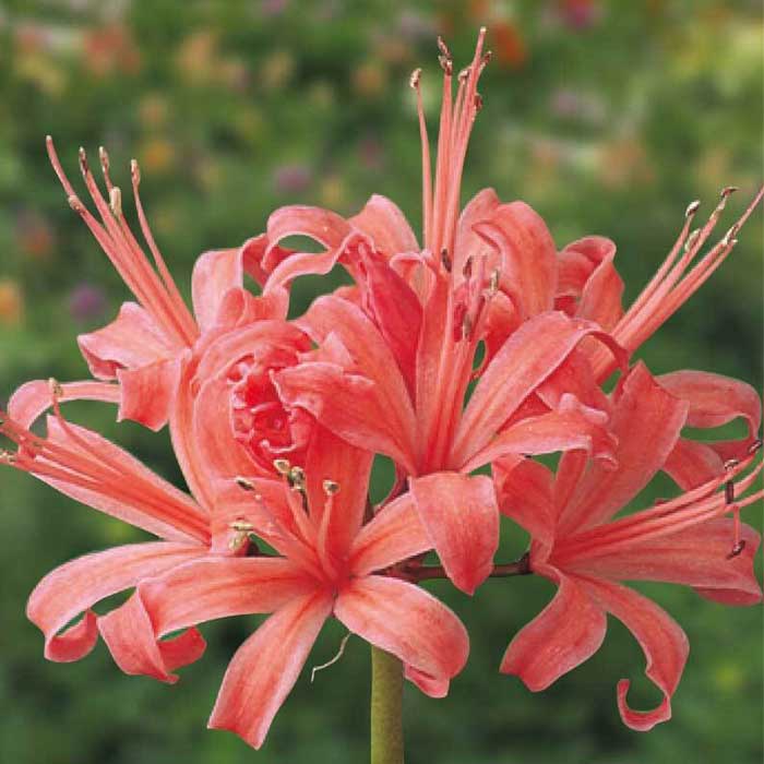 ネリネ サルニエンシス サーモンピンク 球根 1球 ダイヤモンドリリー