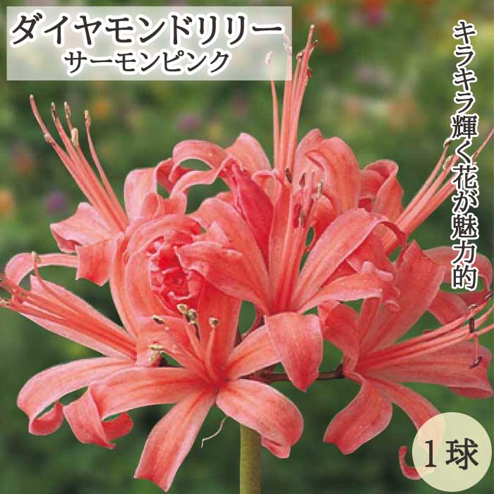 ネリネ サルニエンシス サーモンピンク 球根 1球 ダイヤモンドリリー