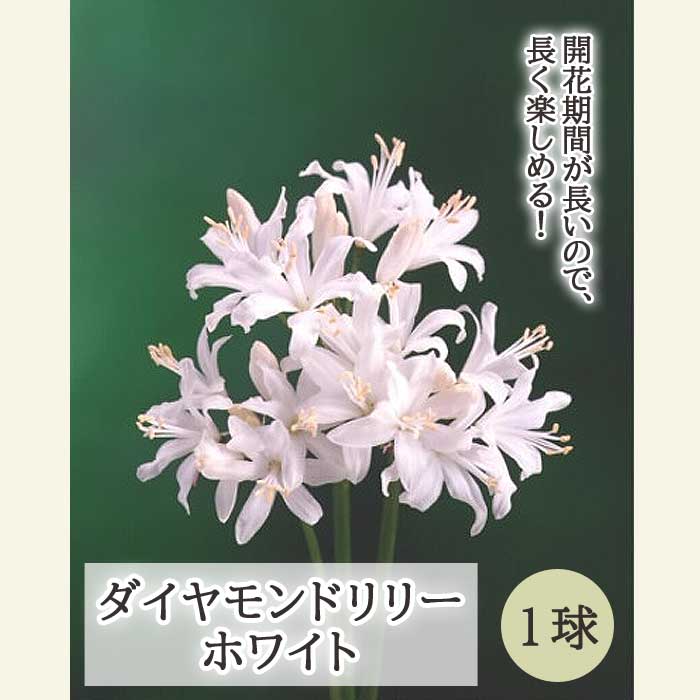 ͥ ˥󥷥 ۥ磻 庬 1 ɥ꡼ ƿ 餭 ֤