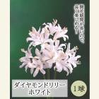 ͥ ˥󥷥 ۥ磻 庬 1 ɥ꡼ ƿ 餭 ֤