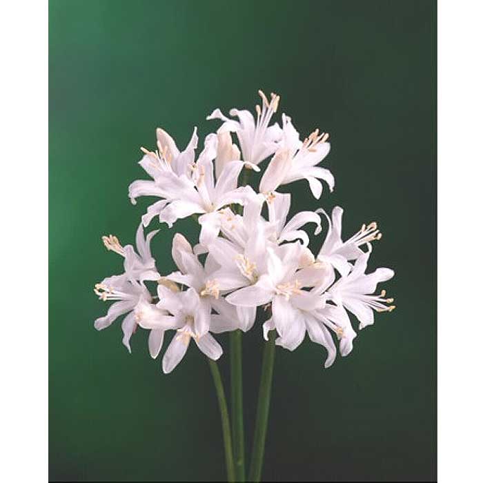 ネリネ サルニエンシス ホワイト 球根 1球 ダイヤモンドリリー 夏植え