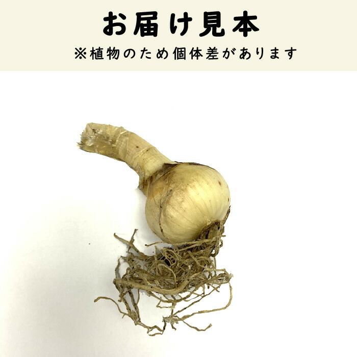 ダイヤモンドリリー（ホワイト）球根のみ ダイヤモンドリリー ホワイト 球根 1球 白 サルニエンシス - メルカリ