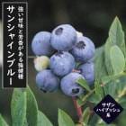 �֥롼�٥꡼ ���� ��� ������ϥ��֥å���� ���󥷥㥤��֥롼 12����ݥå� �̼� ���̼� berry ��� �����ǥ˥� ���� �������� �鿴�ԤǤ��ñ �͵��ʼ�