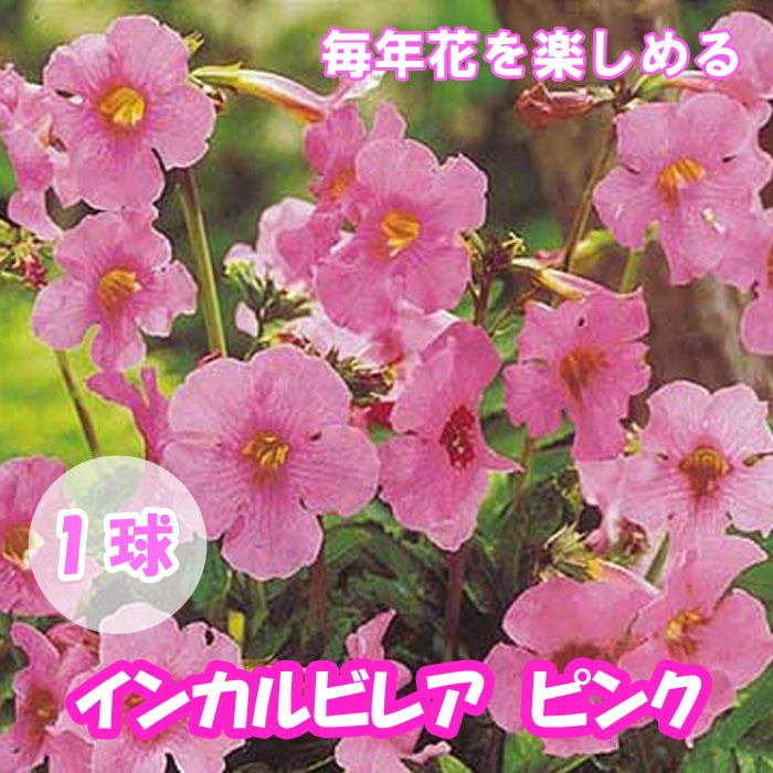 ��ǯ�֤��餯�� ���󥫥�ӥ쥢 �ԥ� �� �庬 1�� �տ��� �����äѤʤ� ��Ƥ䤹�� ȭ���� �Ͽ��� ���� �֤�����