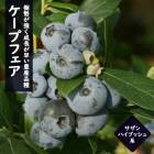 ֥롼٥꡼   ϥ֥å ץե 12ݥå ̼ ̼ berry  ǥ˥   鿴ԤǤñ ͵ʼ