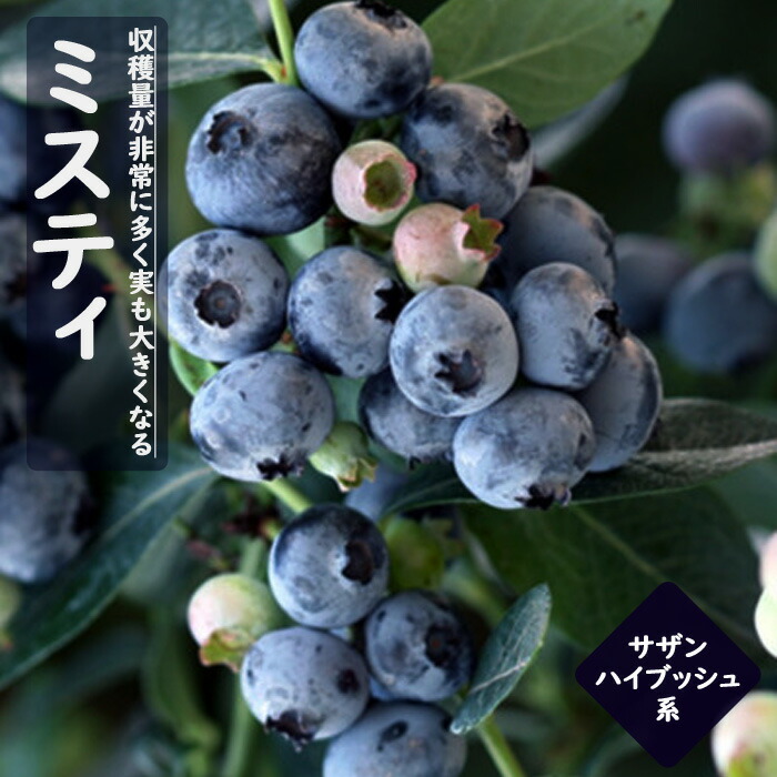 �֥롼�٥꡼ ���� ��� ������ϥ��֥å���� �ߥ��ƥ� 12����ݥå� �̼� ���̼� berry ��� �����ǥ˥� ���� �������� ˭�� �ʼ�