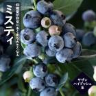 ֥롼٥꡼   ϥ֥å ߥƥ 12ݥå ̼ ̼ berry  ǥ˥   ˭ ʼ