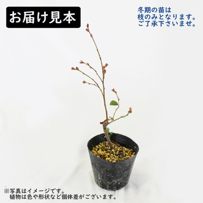 実付き2苗セット】ブルーベリー苗木 ミスティ 大実 樹高約90cm 鉢植え