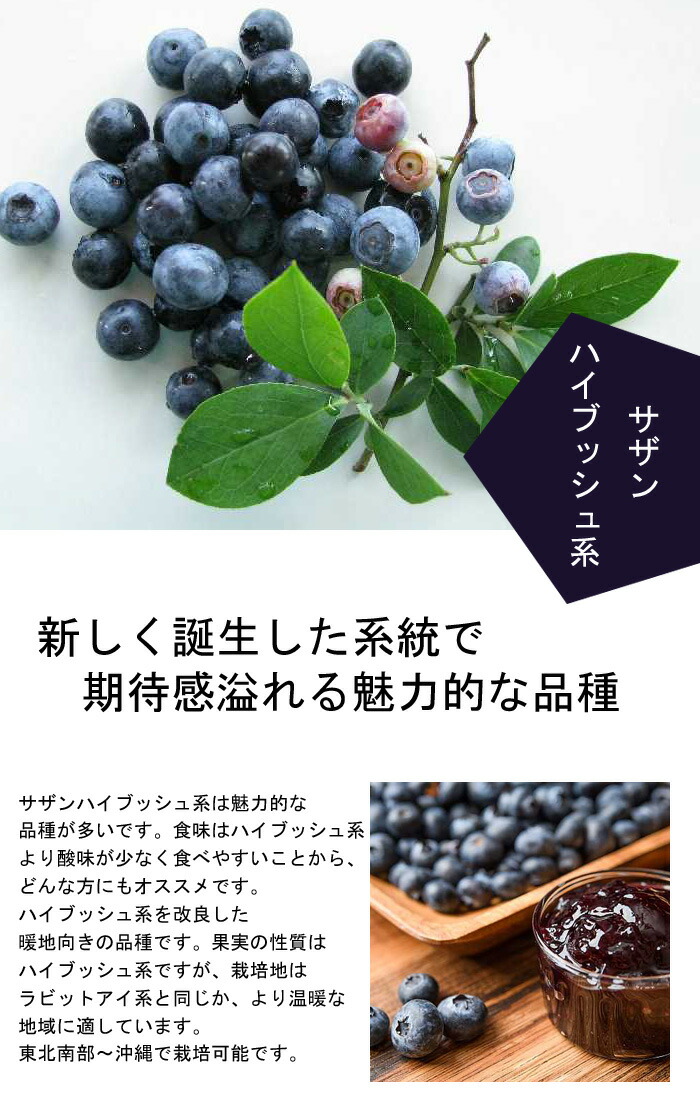 楽天市場】ブルーベリー 『 サザンハイブッシュ系 2品種 植え