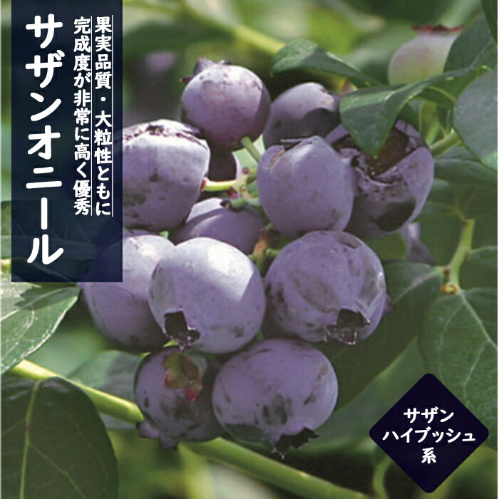ブルーベリー 苗木 大実 サザンハイブッシュ系 サザンオニール 12cm