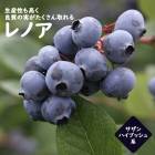 �֥롼�٥꡼ ���� ��� ������ϥ��֥å���� ��Υ� 12����ݥå� �̼� ���̼� berry ��� �����ǥ˥� ���� ��������