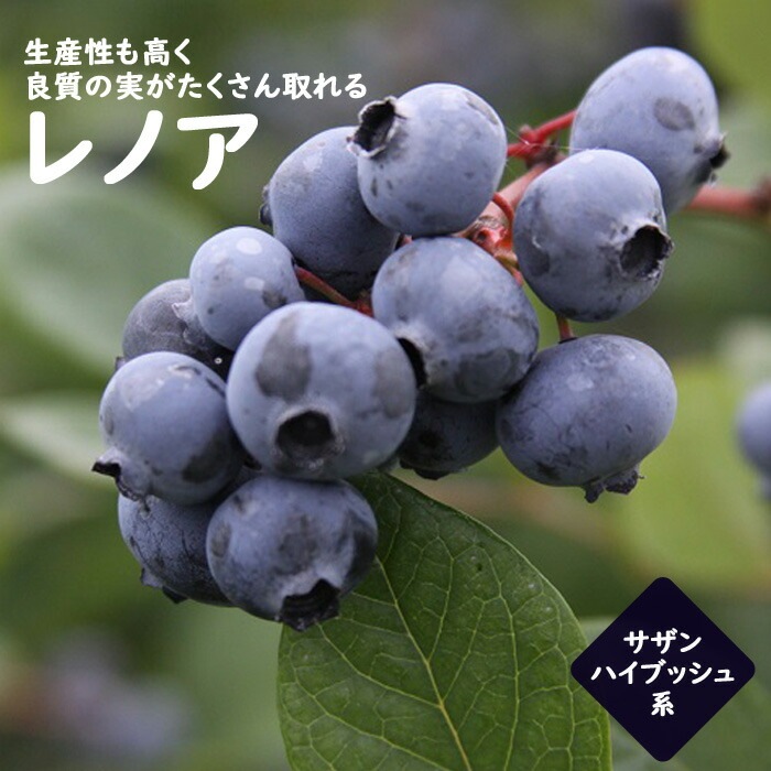ブルーベリー 苗木 大実 サザンハイブッシュ系 レノア 12cmポット