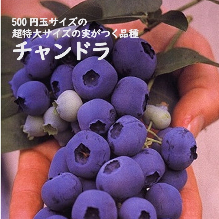 �֥롼�٥꡼ ���� ��γ �ϥ��֥å���� �����ɥ� 12����ݥå� �̼� ���̼� berry ��� �����ǥ˥� ���� ��������