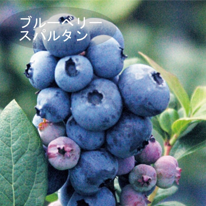 �֥롼�٥꡼ ���� ��� ��γ �ϥ��֥å���� ���ѥ륿�� 12����ݥå� �̼� ���̼� berry ��� �����ǥ˥� ���� ��������